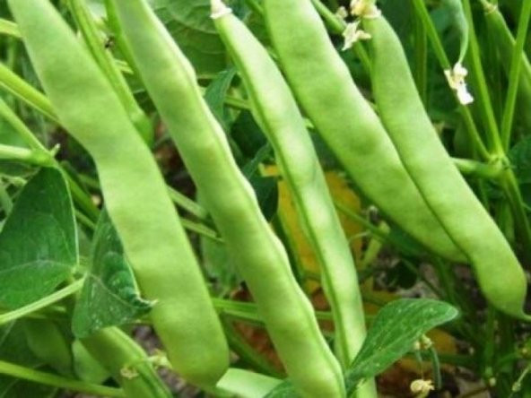 Bodur Sarıkız Fasulyesi Tohumu 15 Adet Tohum Sarı Kız Fasülyesi - Resim 4