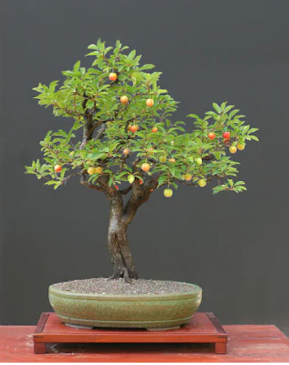 Kiraz Bonzai Ağacı Tohumu 5 Adet Bonsai Ağacı Tohumu - 2