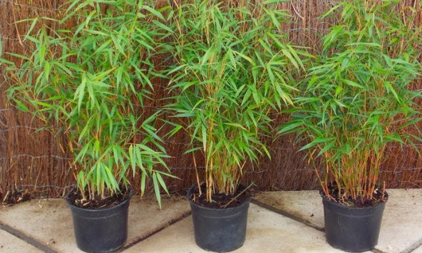 İthal Yeşil Bambu Ağacı Tohumu 5 Adet Tohum