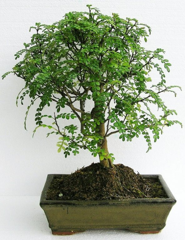 Bodur Karabiber Bonzai Ağacı Tohumu 5 Adet Bonsai Ağacı Tohumu - 3