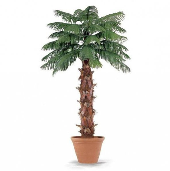 Washingtonia Robusta Palmiye Ağacı Tohumu 3 Adet Tohum