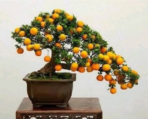 Kayısı Bonzai Ağacı Ekim Seti 2 Adet Tohum Saksı Toprak Kombin