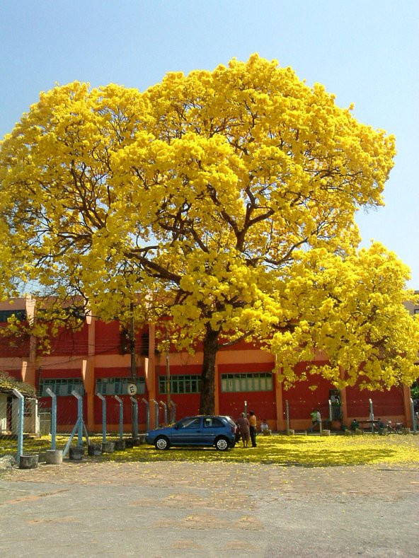 Sarı Tabebuia Ağacı Tohumu 5 Adet Tohum - 3