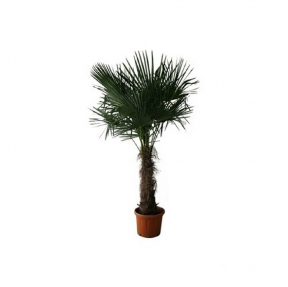 Washingtonia Robusta Palmiye Ağacı Tohumu 3 Adet Tohum - 2