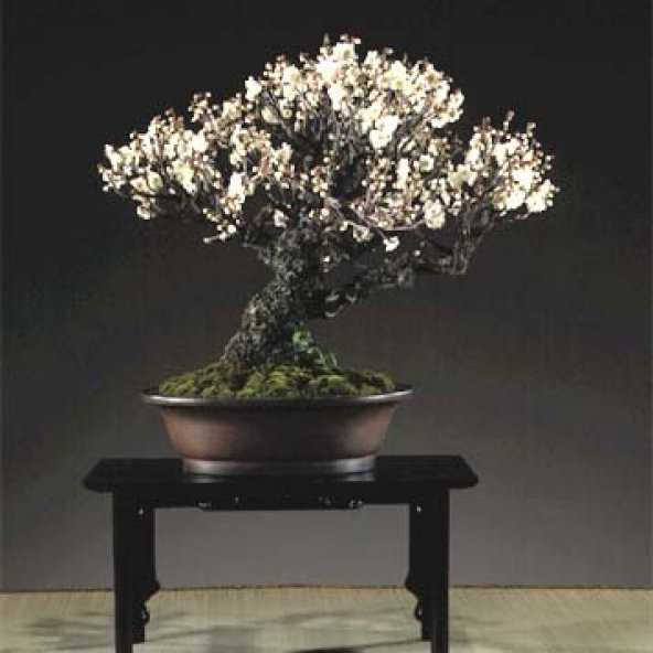 Kiraz Bonzai Ağacı Tohumu 5 Adet Bonsai Ağacı Tohumu - 4