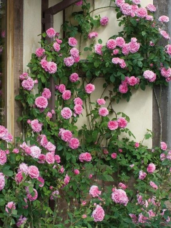 Pembe Sarmaşık Gül Tohumu 5 Adet Tohum - 3