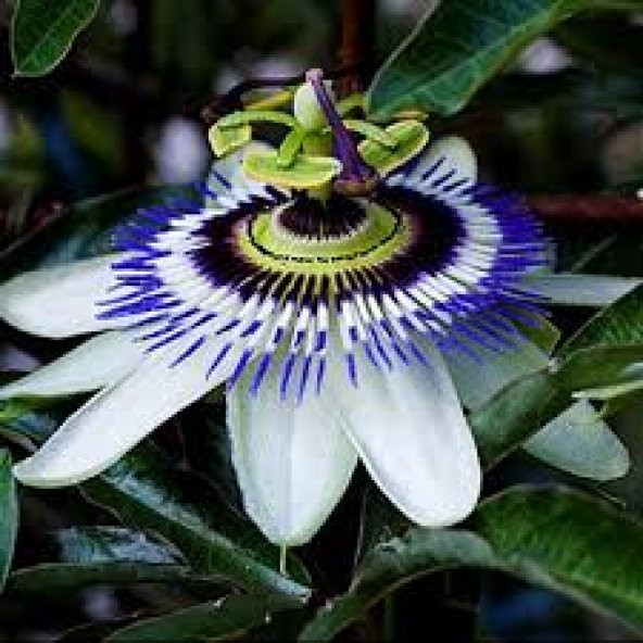 Passiflora Tohumu 3 Adet Tohum Pasiflora Saat Çiçeği - 2