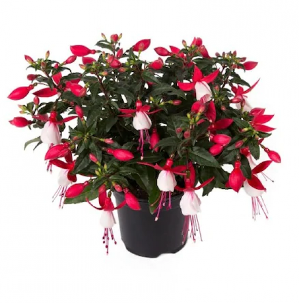 Karışık Küpeli Çiçeği Ekim Seti 5 Adet Tohum Saksı Toprak