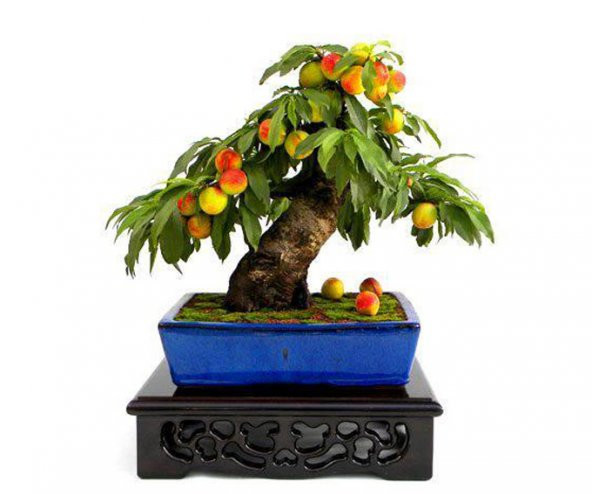 Şeftali Bonzai Ağacı Ekim Seti 1 Adet Tohum Saksı Toprak Kombin - Resim 3