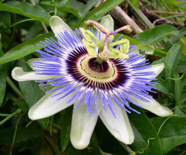 Passiflora Tohumu 3 Adet Tohum Pasiflora Saat Çiçeği - 4