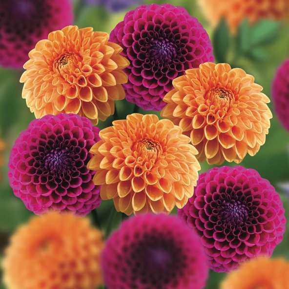 Karışık Dahlia Çiçeği Ekim Seti 5 Adet Tohum Saksı Toprak Yıldız Çiçek Tohumu - 2