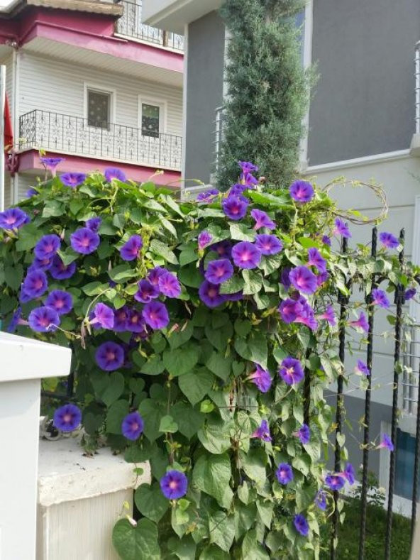 Karışık Sarmaşık Sabah Sefası Çiçeği Ekim Seti 5 Adet Tohum Saksı Toprak - Resim 3