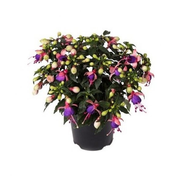 Karışık Küpeli Çiçeği Ekim Seti 5 Adet Tohum Saksı Toprak - 3