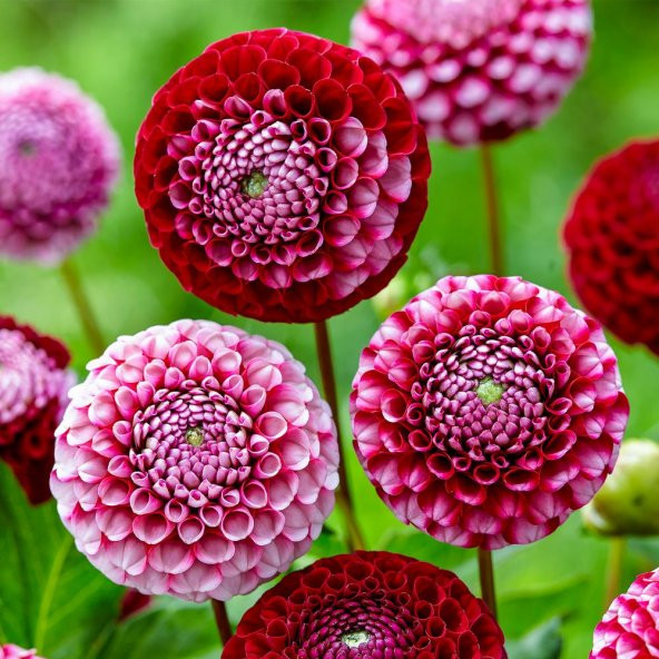 Karışık Dahlia Çiçeği Ekim Seti 5 Adet Tohum Saksı Toprak Yıldız Çiçek Tohumu - 4