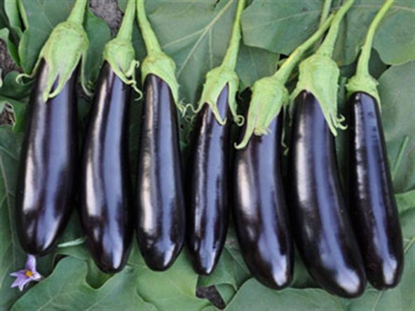 Kemer Patlıcan Tohumu 25 Adet Tohum - Resim 2