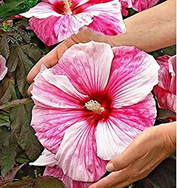 Nadir Dev Karışık Hibiscus Çiçeği Tohumu 5 Adet Tohum - 2