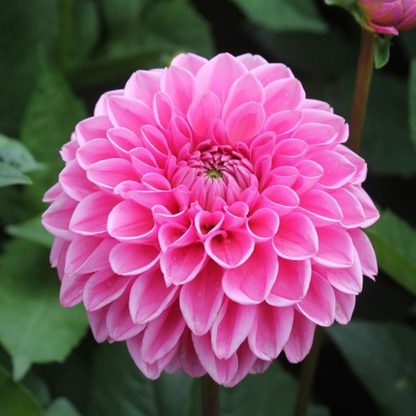 Karışık Dahlia Çiçeği Ekim Seti 5 Adet Tohum Saksı Toprak Yıldız Çiçek Tohumu - 6