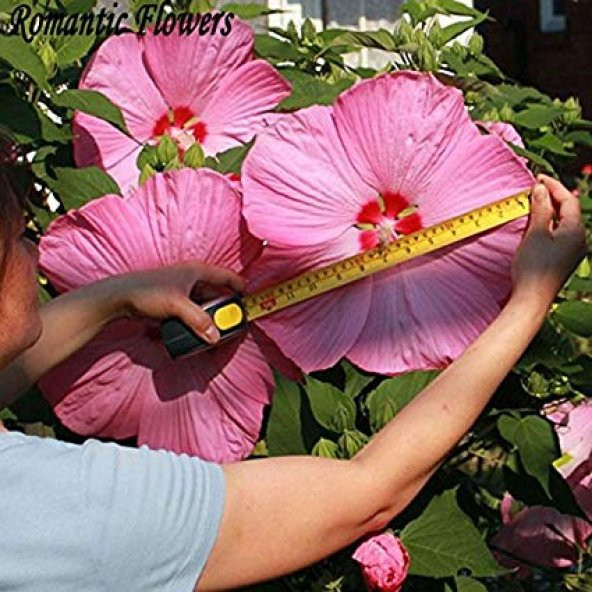 Nadir Dev Karışık Hibiscus Çiçeği Tohumu 5 Adet Tohum - 3