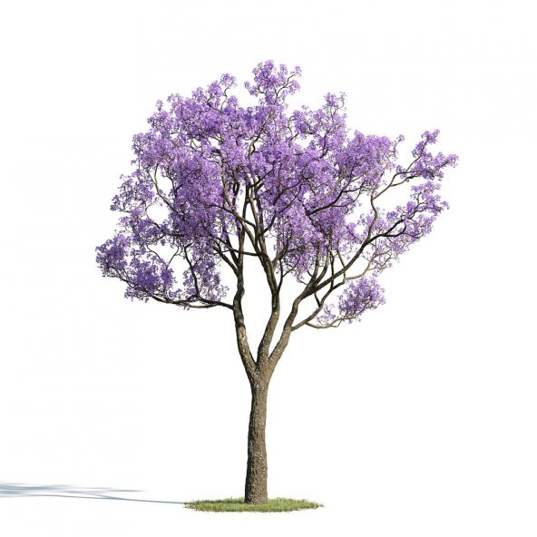 Nadir Jakaranda Ağacı Tohumu 100 Adet Tohum Jacaranda Mimosifolia