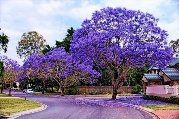 Nadir Jakaranda Ağacı Tohumu 50 Adet Tohum Jacaranda Mimosifolia - 2
