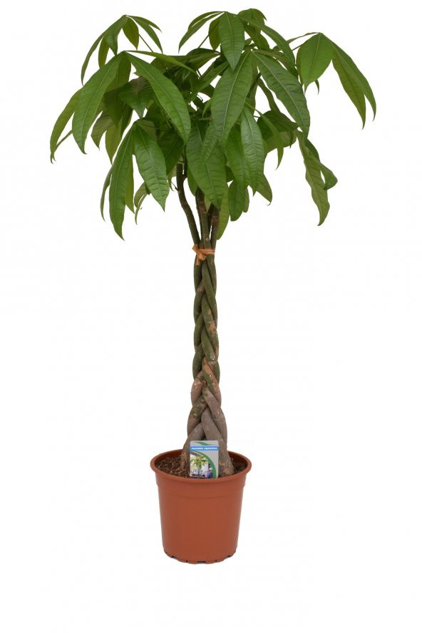 Nadir Örgülü Pachira Bitkisi Tohumu 3 Adet Tohum Paçira Para Bitkisi - 3