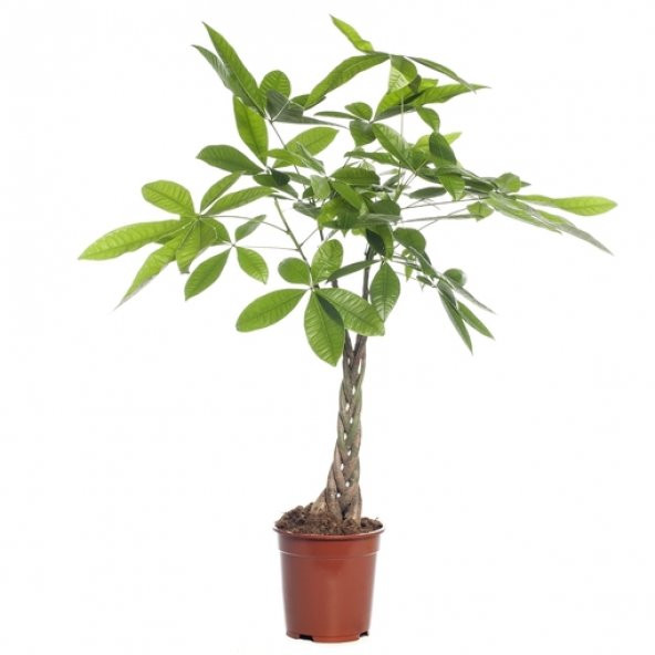 Nadir Örgülü Pachira Bitkisi Tohumu 3 Adet Tohum Paçira Para Bitkisi