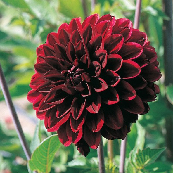 Karışık Dahlia Çiçeği Tohumu 5 Adet Tohum Çiçek Tohumu - Resim 5