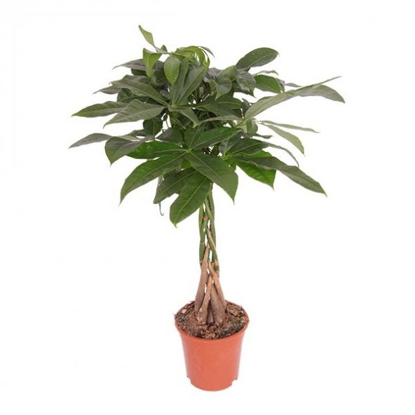 Nadir Örgülü Pachira Bitkisi Tohumu 3 Adet Tohum Paçira Para Bitkisi - 2