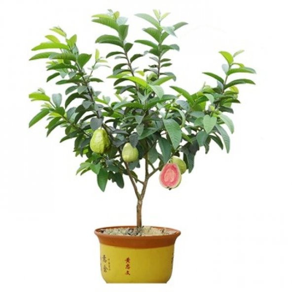 Psidium Guava Meyvesi Tohumu 3 Adet Tohum - Resim 3