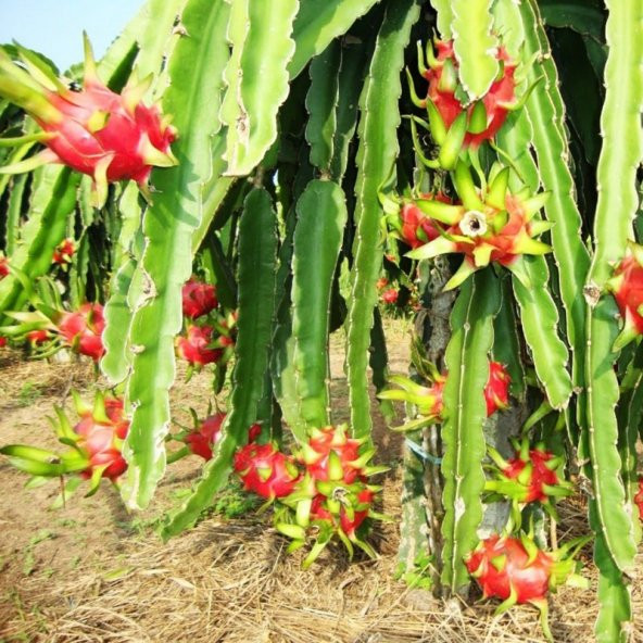 Pitaya Ejder Meyvesi Tohumu 10 Adet Tohum Pithaya Dragon Fruit - 2
