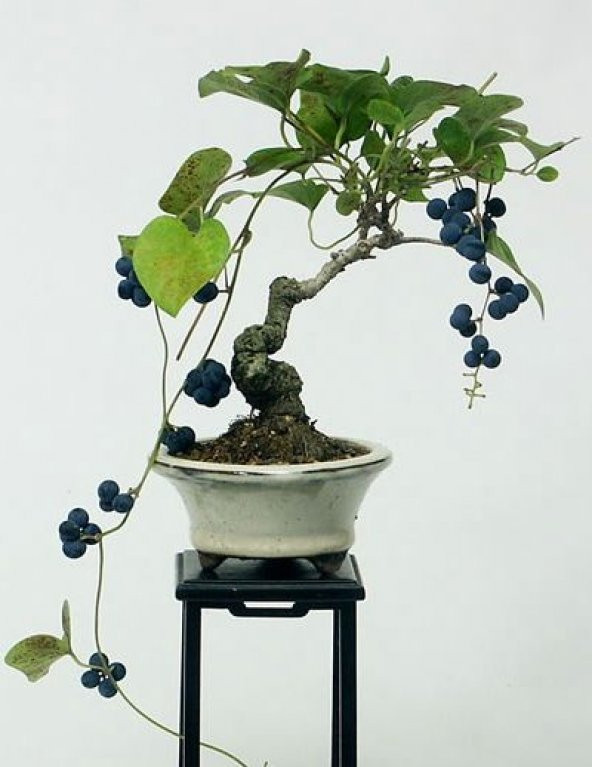 Blueberry Bonzai Ağacı Ekim Seti 5 Adet Tohum Saksı Toprak Kombin