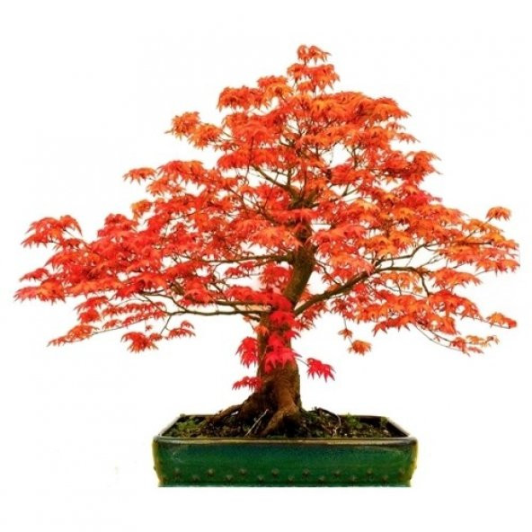 Red Maple Bonzai Ağacı Ekim Seti 5 Adet Tohum Saksı Toprak Kombin ürün görseli