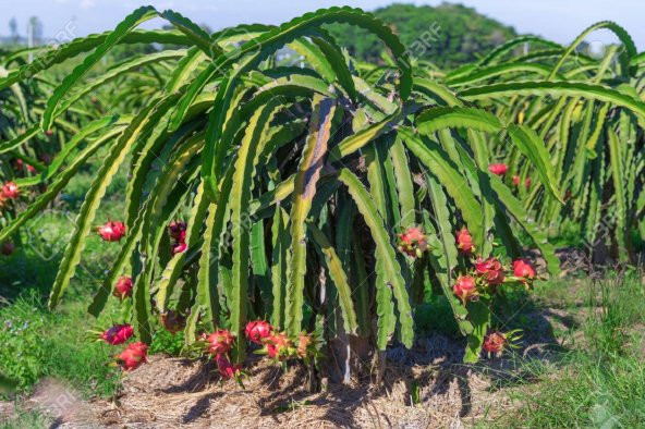 Pitaya Ejder Meyvesi Tohumu 10 Adet Tohum Pithaya Dragon Fruit - 3