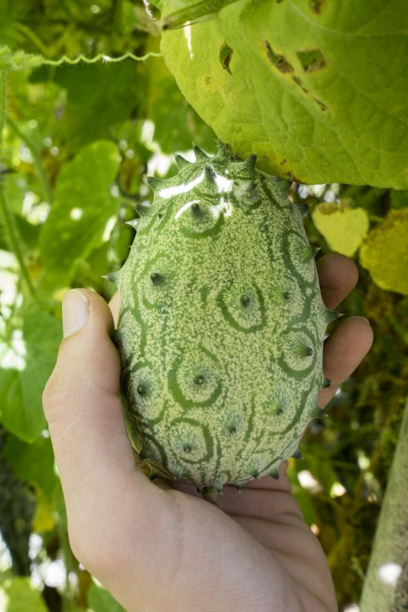 Tropikal Kivano Meyvesi Tohumu 3 Adet Tohum Dikenli Kavun - Resim 2