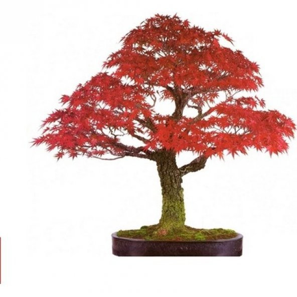 Red Maple Bonzai Ağacı Ekim Seti 5 Adet Tohum Saksı Toprak Kombin - Resim 2