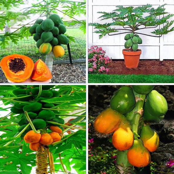Bodur Saksılık Papaya Ağacı Tohumu 3 Adet Tohum - 3
