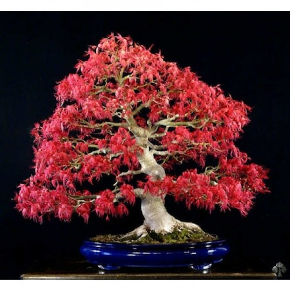 Red Maple Bonzai Ağacı Ekim Seti 5 Adet Tohum Saksı Toprak Kombin - Resim 3