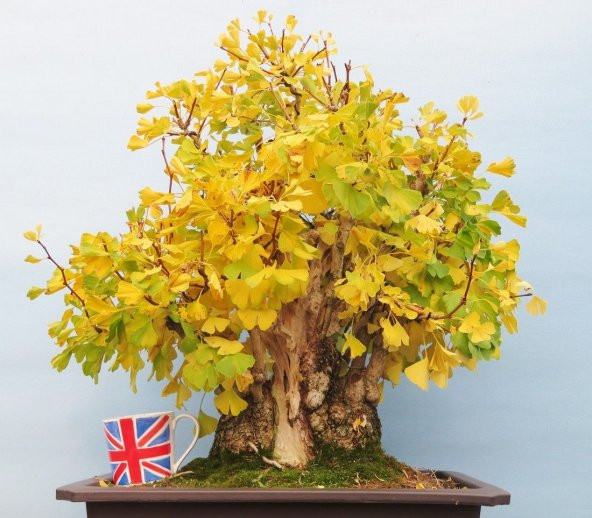 Beyaz Dut Bonzai Ağacı Ekim Seti 5 Adet Tohum Saksı Toprak Kombin ürün görseli