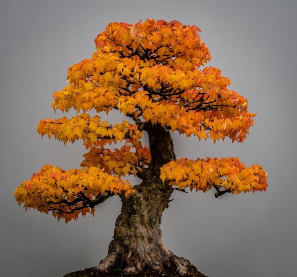 Liquidamber Bonzai Ağacı Ekim Seti 5 Adet Tohum Saksı Toprak Kombin - 2