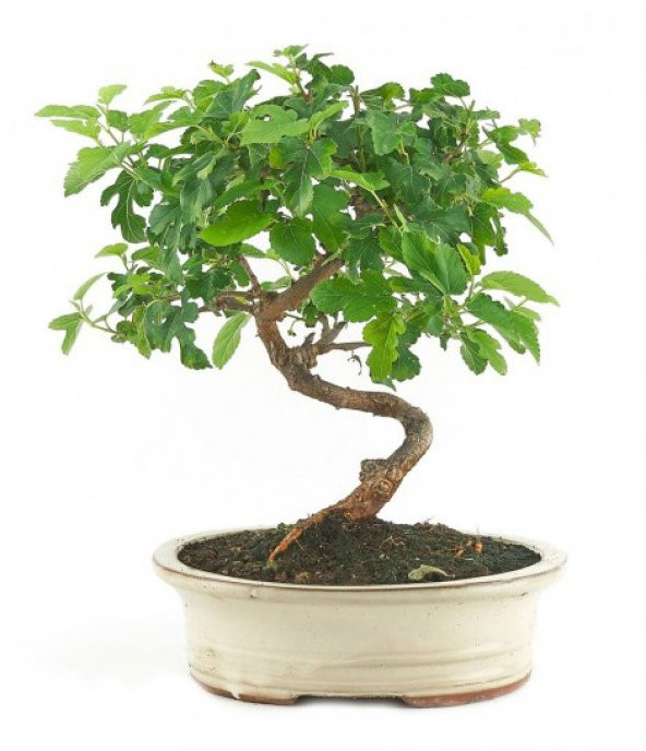 Karadut Bonzai Ağacı Ekim Seti 5 Adet Tohum Saksı Toprak Kombin - 3