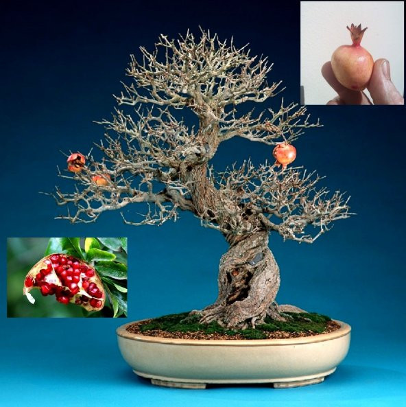 Nar Bonzai Ağacı Ekim Seti 5 Adet Tohum Saksı Toprak Kombin - Resim 3