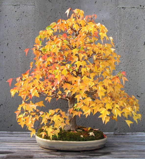 Liquidamber Bonzai Ağacı Ekim Seti 5 Adet Tohum Saksı Toprak Kombin - 3