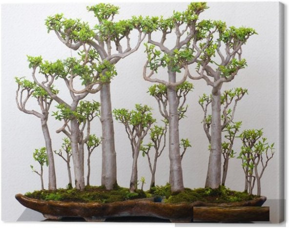 Japon Kavağı Bonzai Ağacı Ekim Seti 5 Adet Tohum Saksı Toprak Kombin