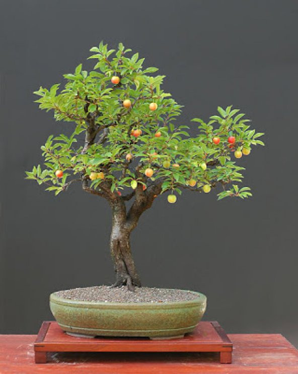 Erik Bonzai Ağacı Ekim Seti 2 Adet Tohum Saksı Toprak Kombin - 2