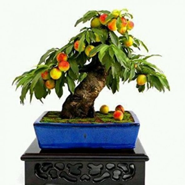 Erik Bonzai Ağacı Ekim Seti 2 Adet Tohum Saksı Toprak Kombin - 3