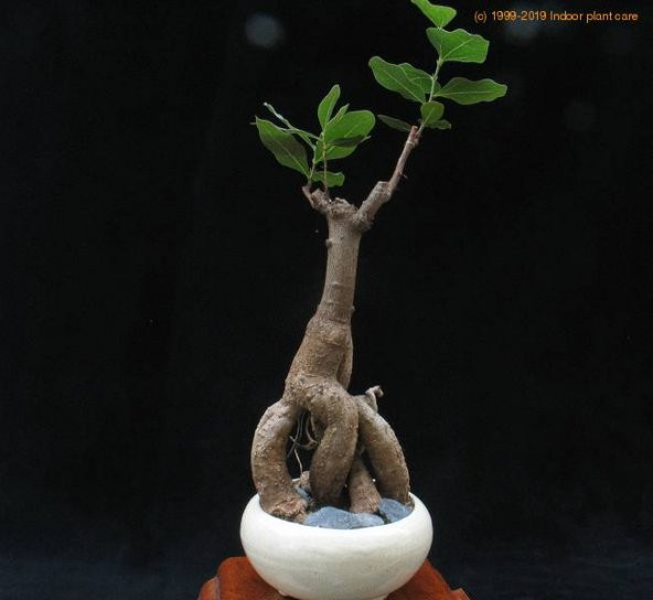 Japon Kavağı Bonzai Ağacı Ekim Seti 5 Adet Tohum Saksı Toprak Kombin - 3