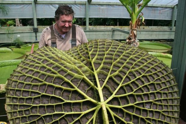 Nadir İthal Viktoria Reiga Lotus Çiçeği Tohumu 1 Adet Tohum - 4