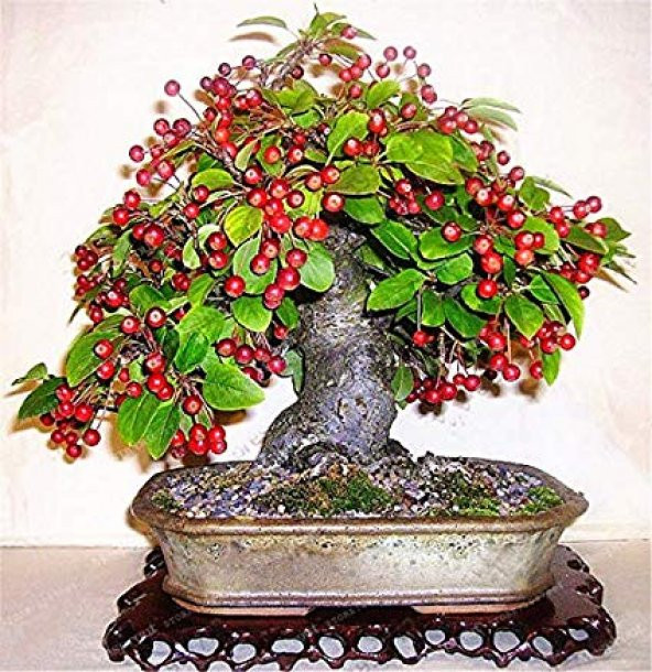 Kahve Bonzai Ağacı Tohumu 5 Adet Bonsai Ağacı Tohumu