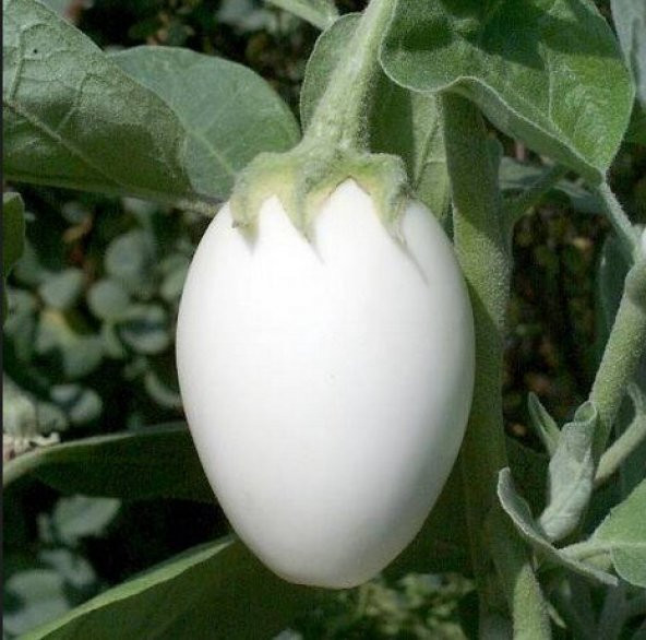 Nadir İthal Beyaz Dolmalık Patlıcan Tohumu 10 Adet Tohum - 2