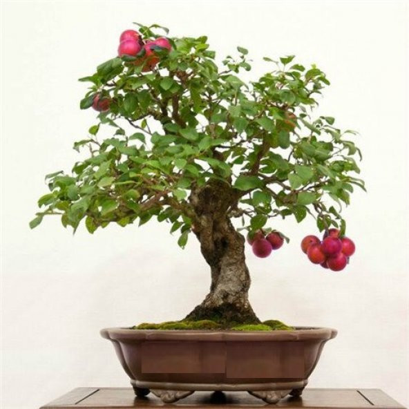 Erik Bonzai Ağacı Tohumu 2 Adet Bonsai Ağacı Tohumu